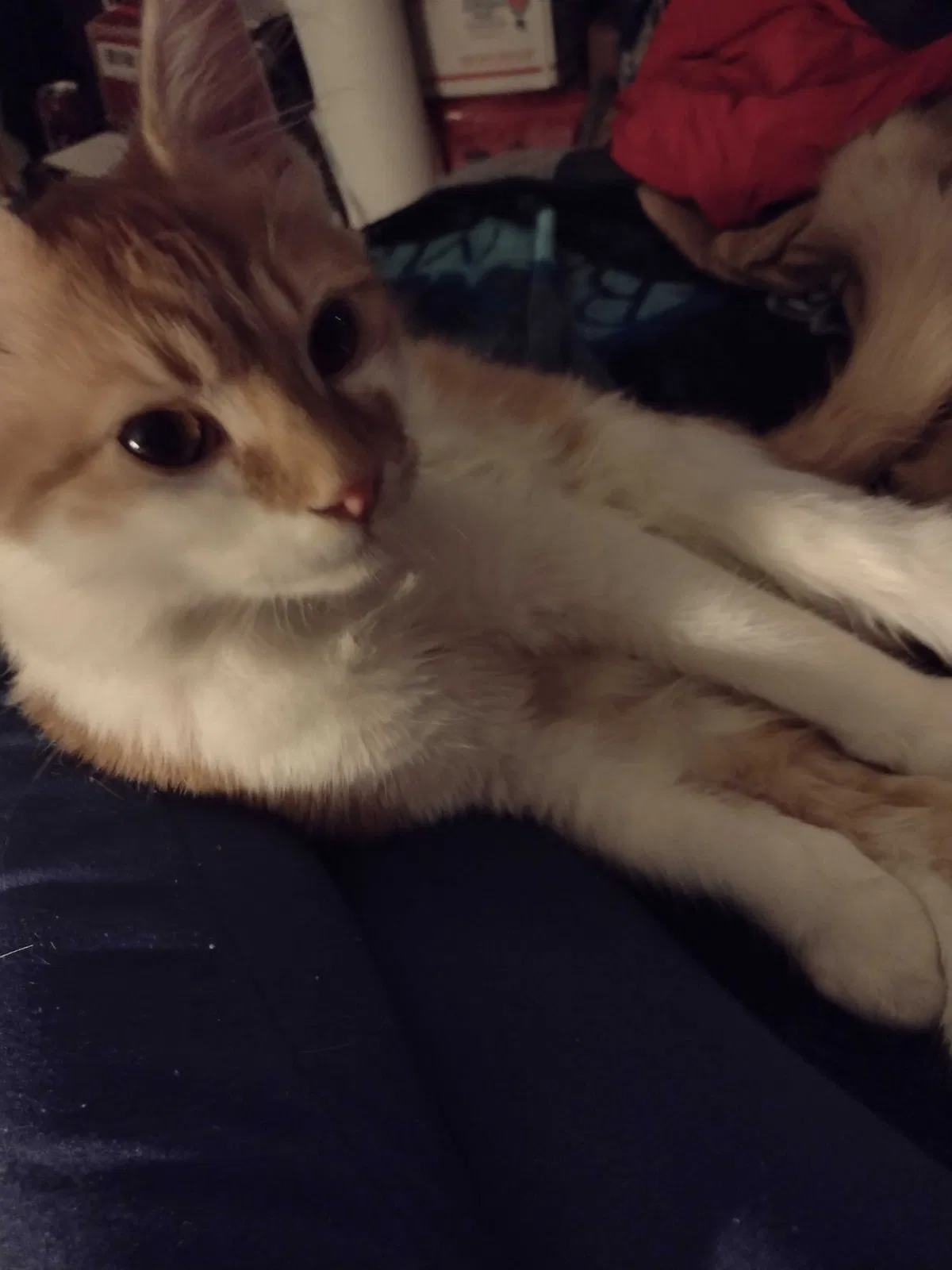 Lost cat in Newport, KY, 41071