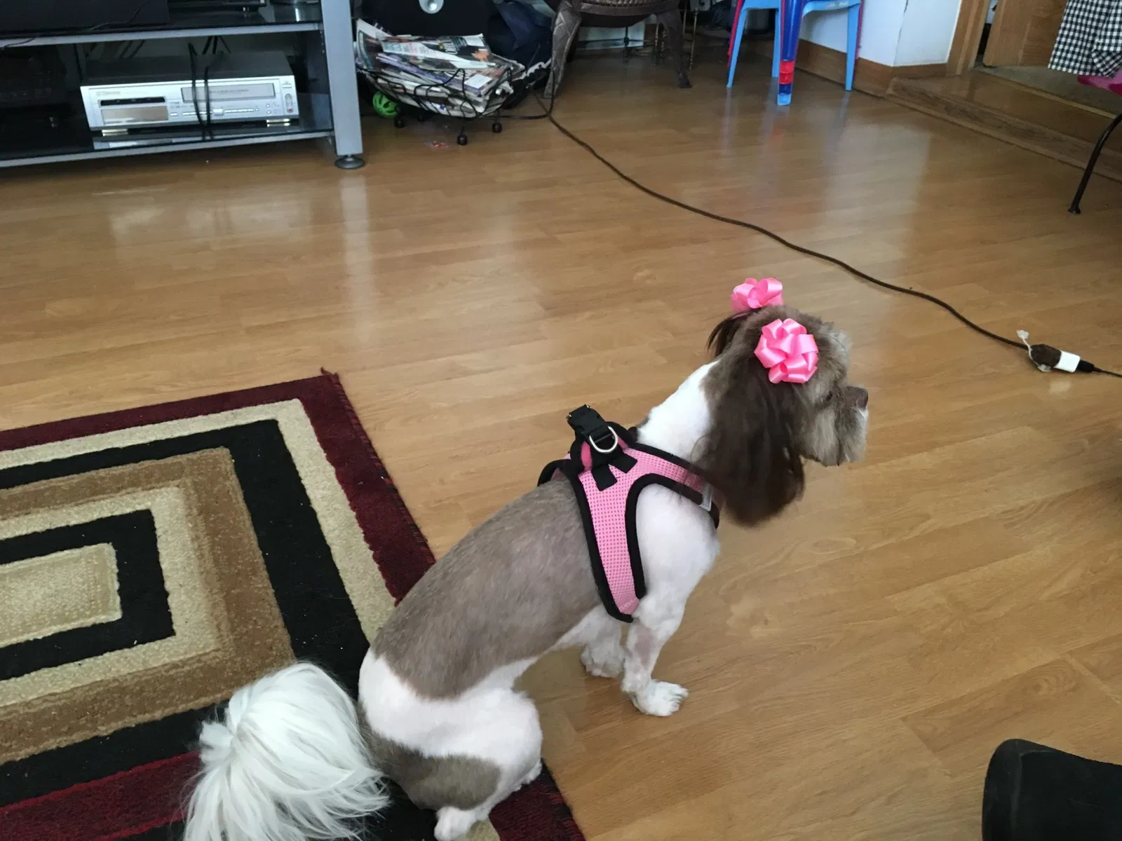 Lost dog in Chicago, IL, 60619