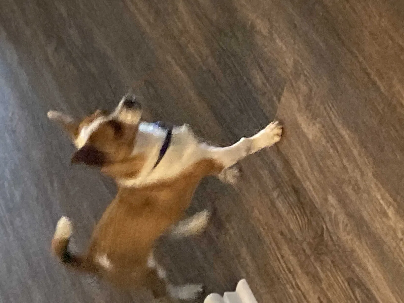 Found dog in Dothan, AL, 36305