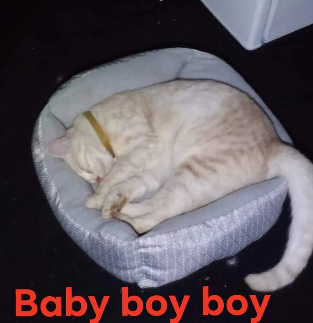 Lost cat in San Antonio, TX, 78239