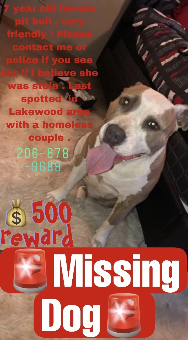 Lost dog in Tacoma, WA, 98409