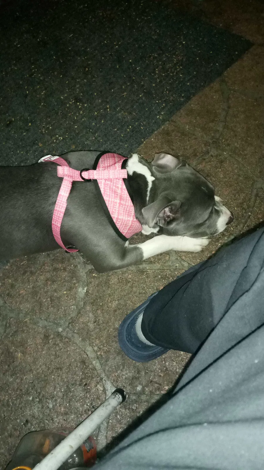 Lost dog in Douglasville, GA, 30135