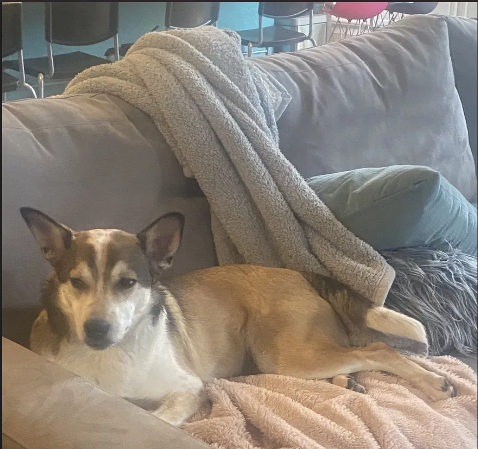 Lost dog in Aurora, CO, 80013