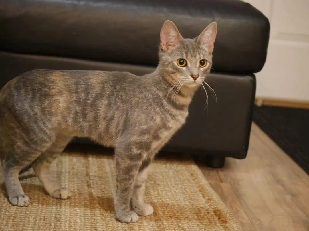 Lost cat in Grand Rapids, MI, 49503