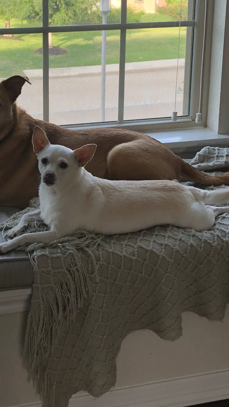 Lost dog in Cypress, TX, 77433