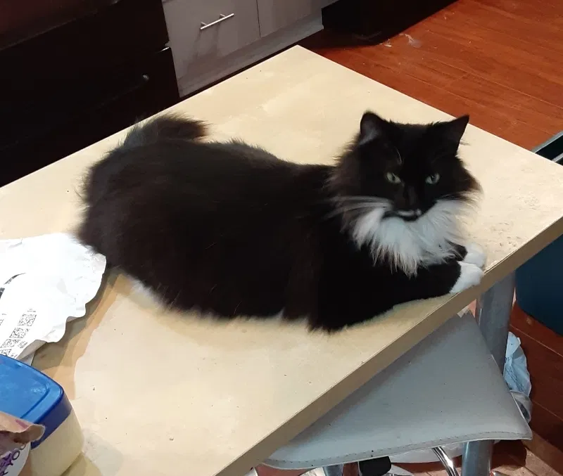 Lost cat in Indianapolis, IN, 46278