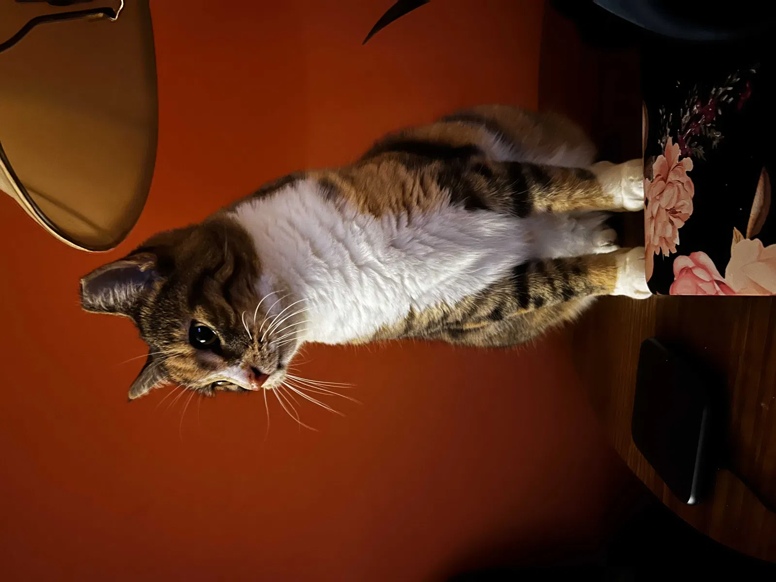Lost cat in Fond Du Lac, WI, 54935