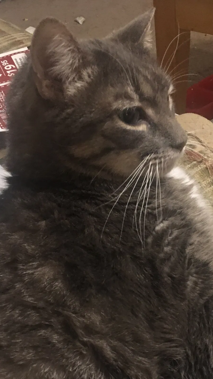 Lost cat in Spring, TX, 77373