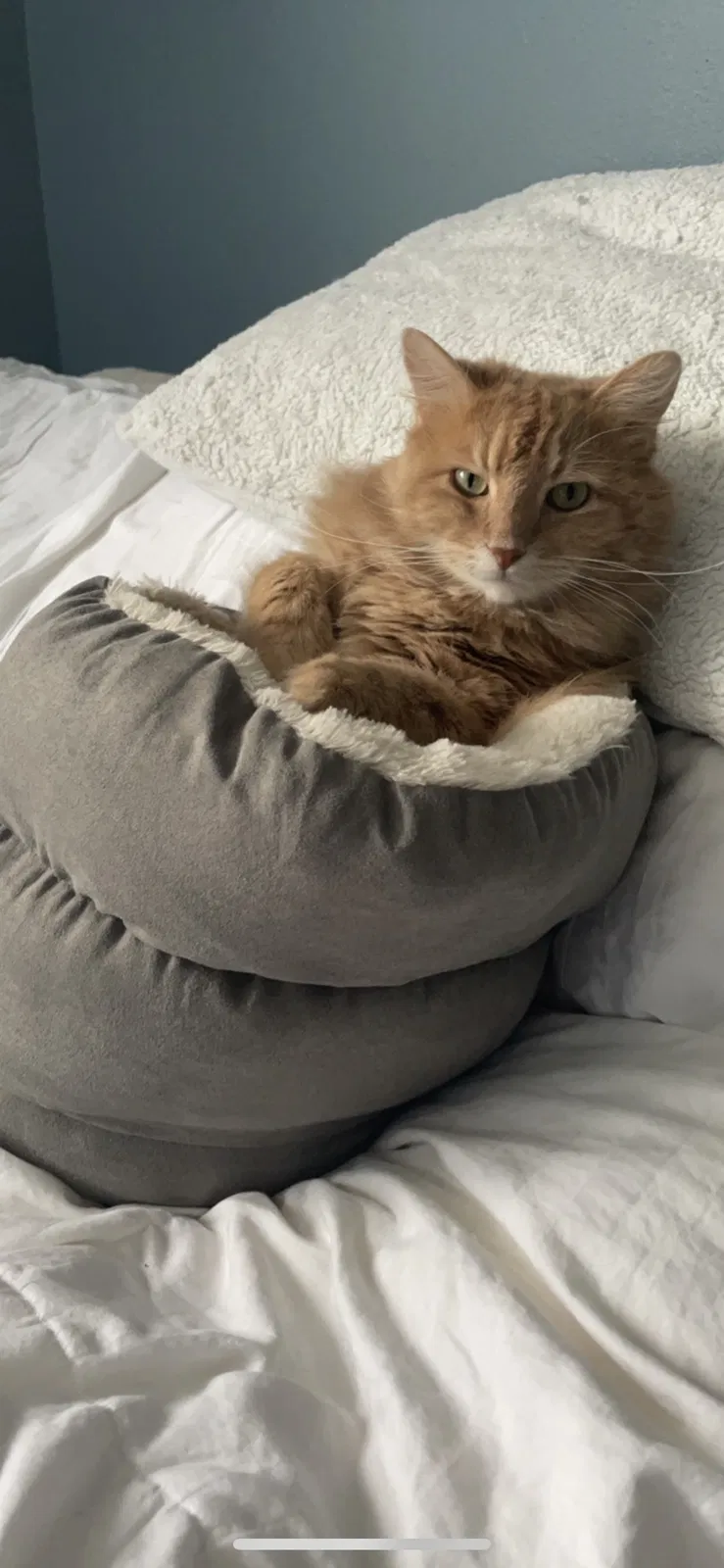 Lost cat in Evans, CO, 80620