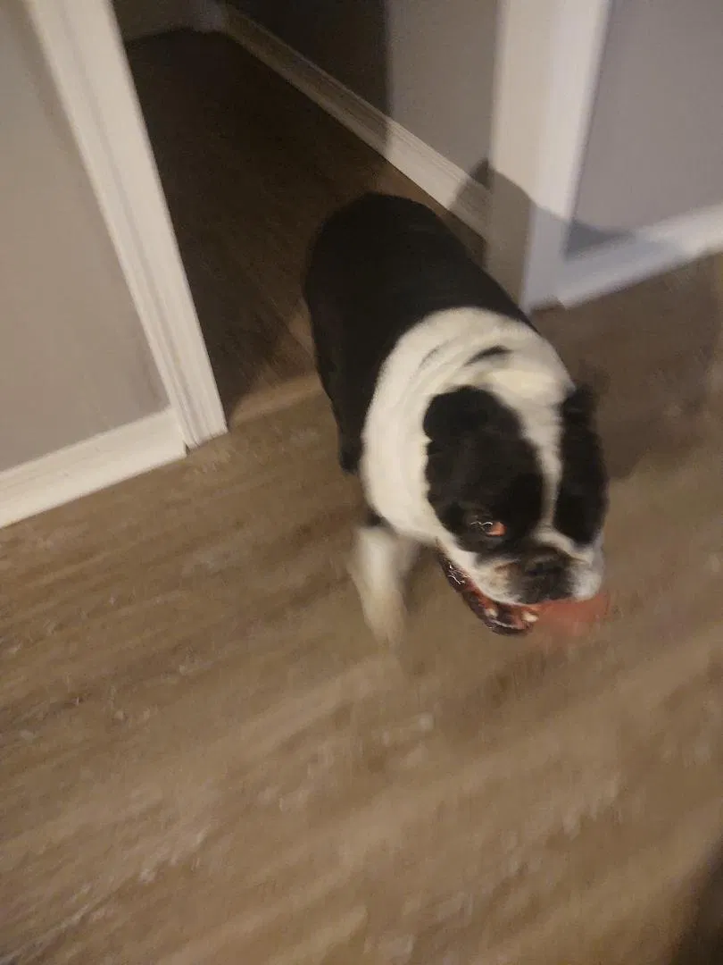Found dog in Picayune, MS, 39466