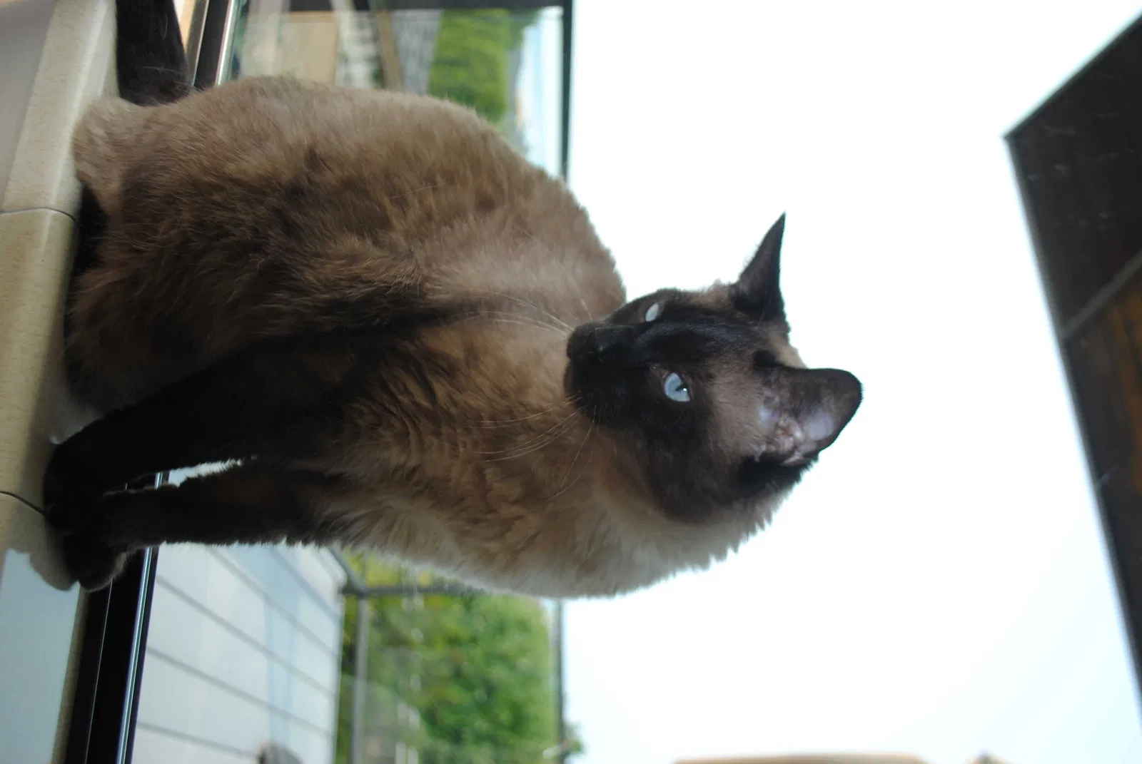 Lost cat in Seattle, WA, 98106