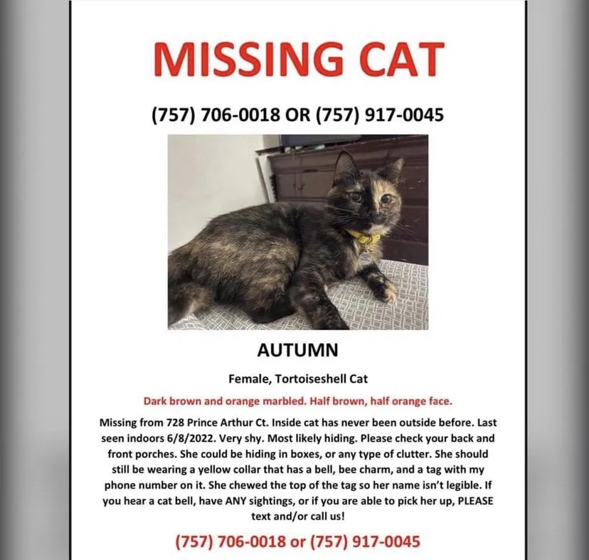 Lost cat in Virginia Beach, VA, 23454