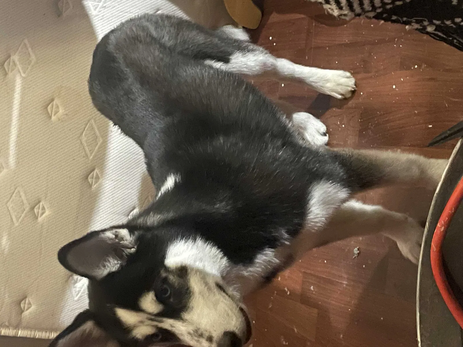 Lost dog in Dallas, TX, 75228