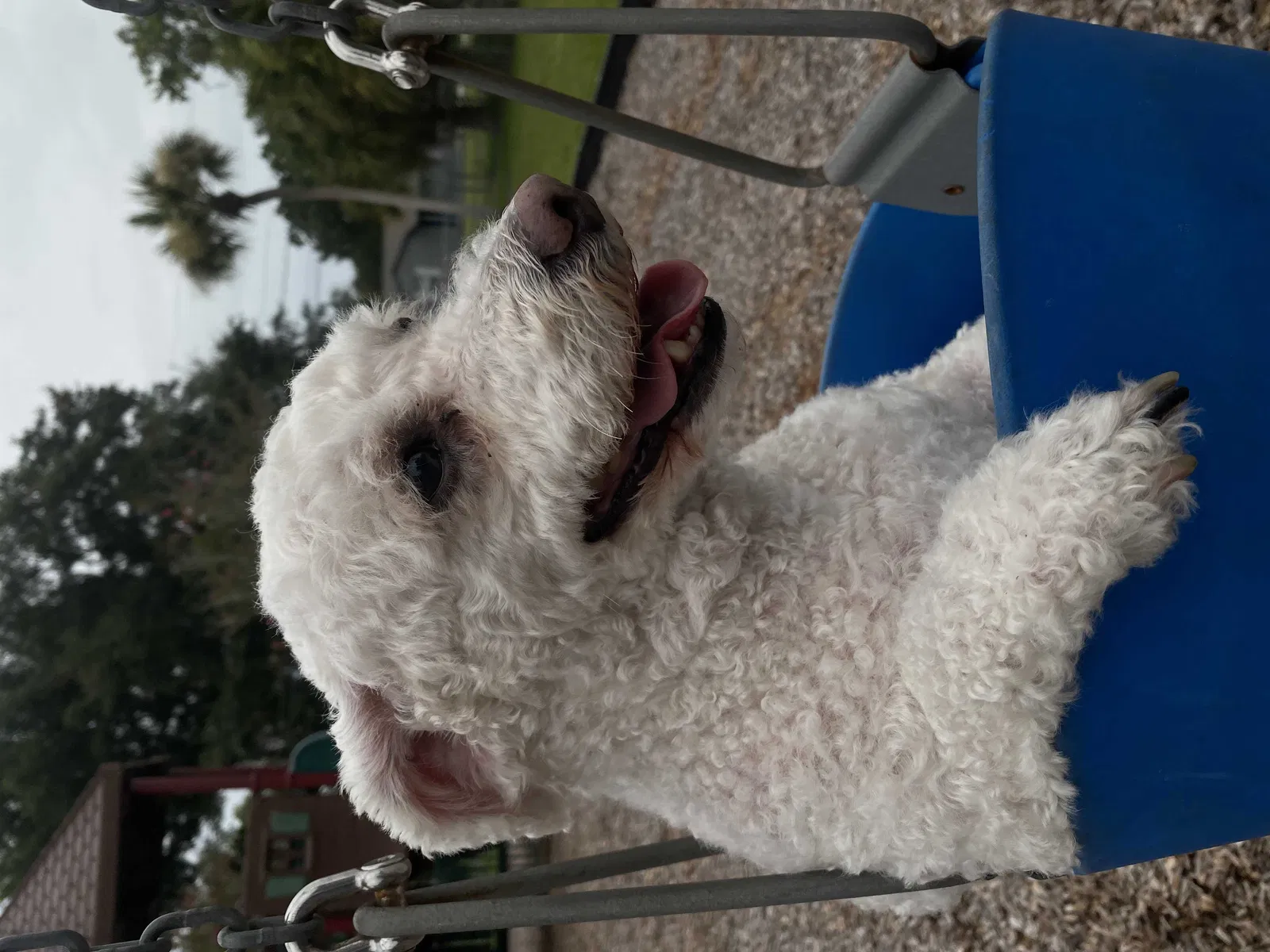 Lost dog in Lakeland, FL, 33805