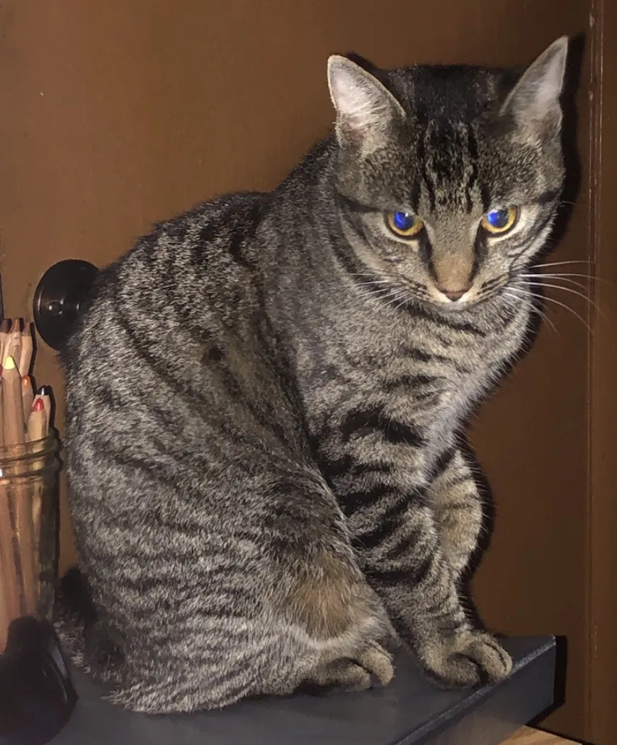 Lost cat in Maylene, AL, 35114