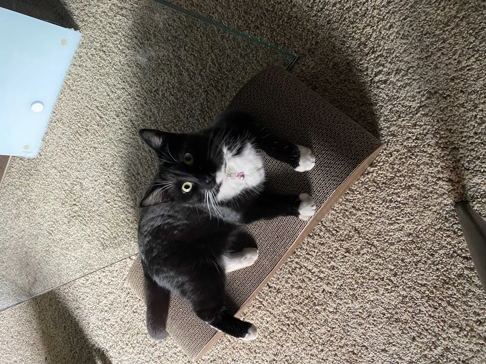 Lost cat in Glendale, AZ, 85308