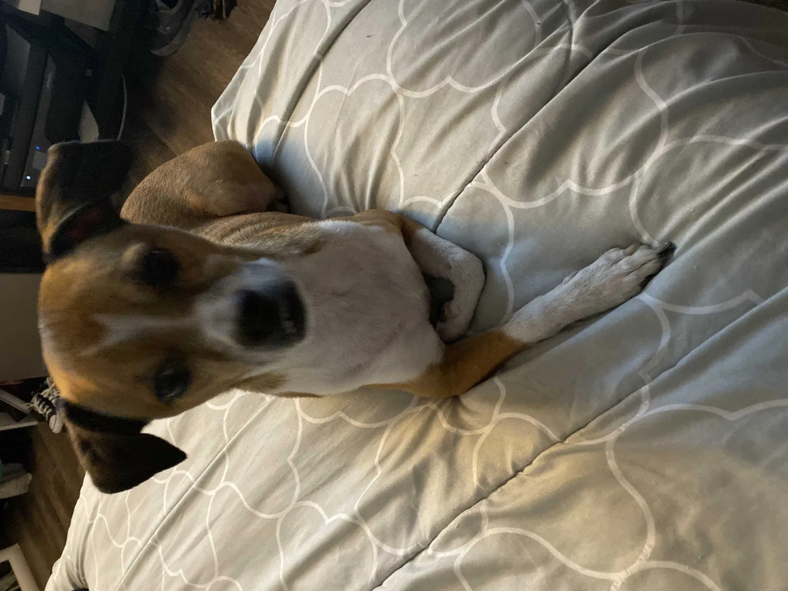Lost dog in Palm Springs, CA, 92264