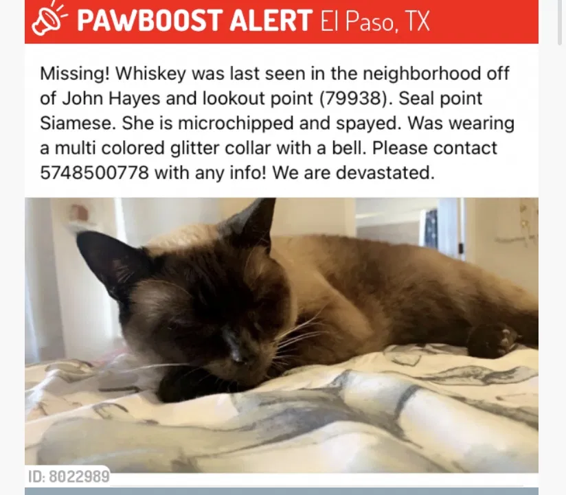 Lost cat in El Paso, TX, 79938