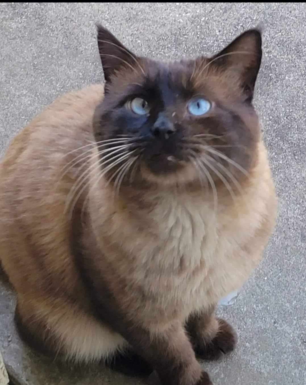 Lost cat in Keller, TX, 76248