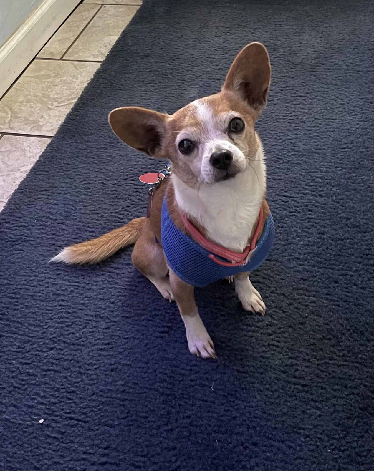 Lost dog in Fort Worth, TX, 76140