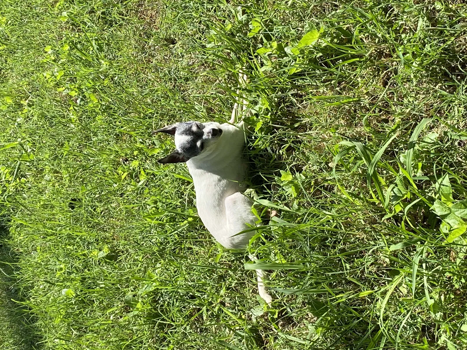 Lost dog in Mesquite, TX, 75150