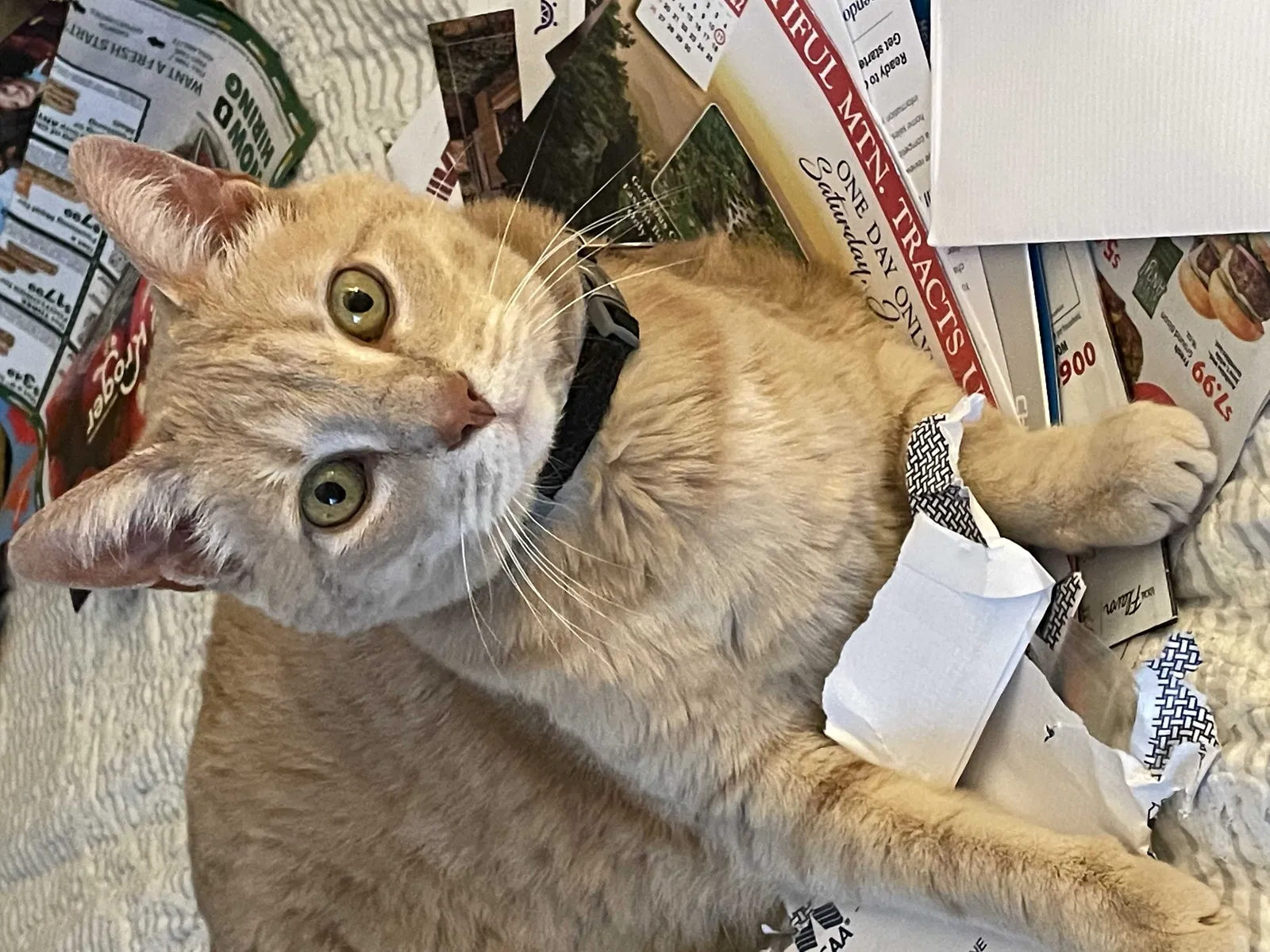 Lost cat in Decatur, GA, 30033