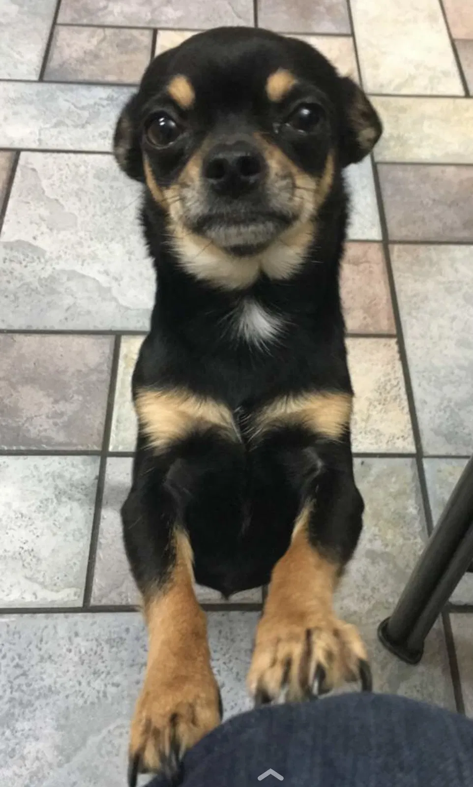 Lost dog in Bakersfield, CA, 93313