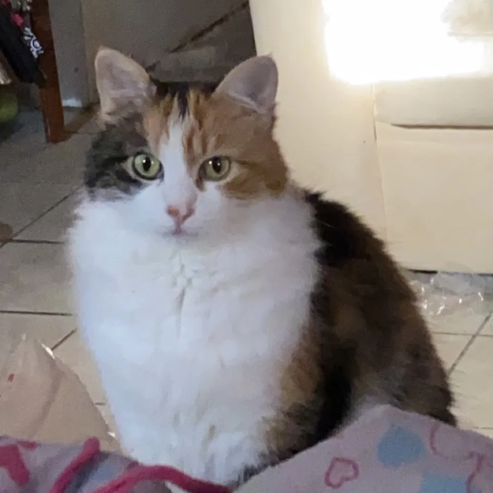 Lost cat in O Fallon, MO, 63366