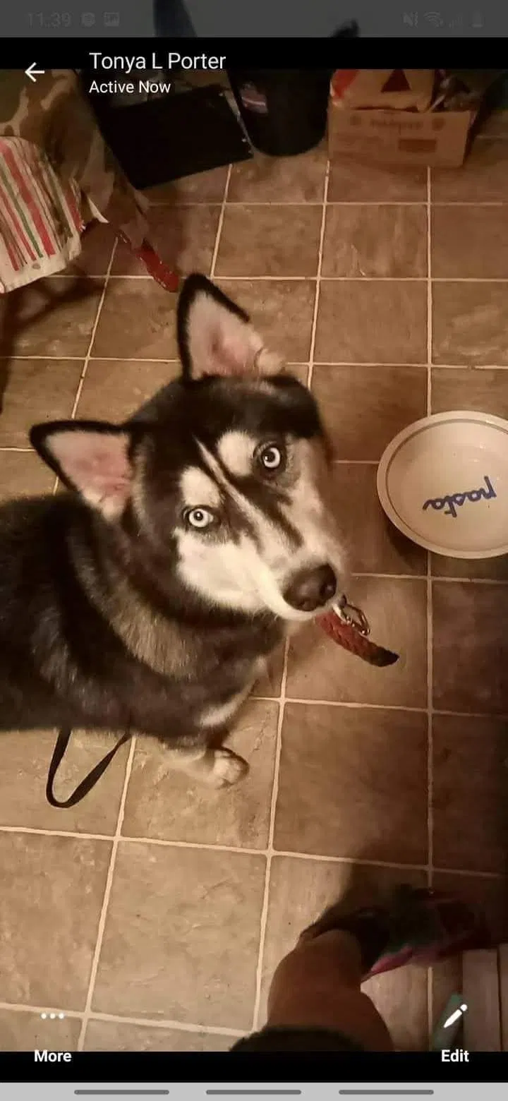 Lost dog in Lakeland, FL, 33801