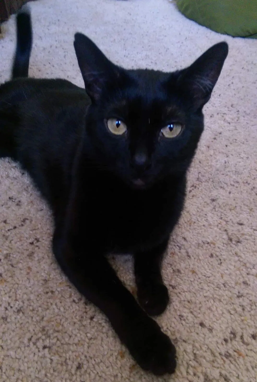 Lost cat in Boise, ID, 83705