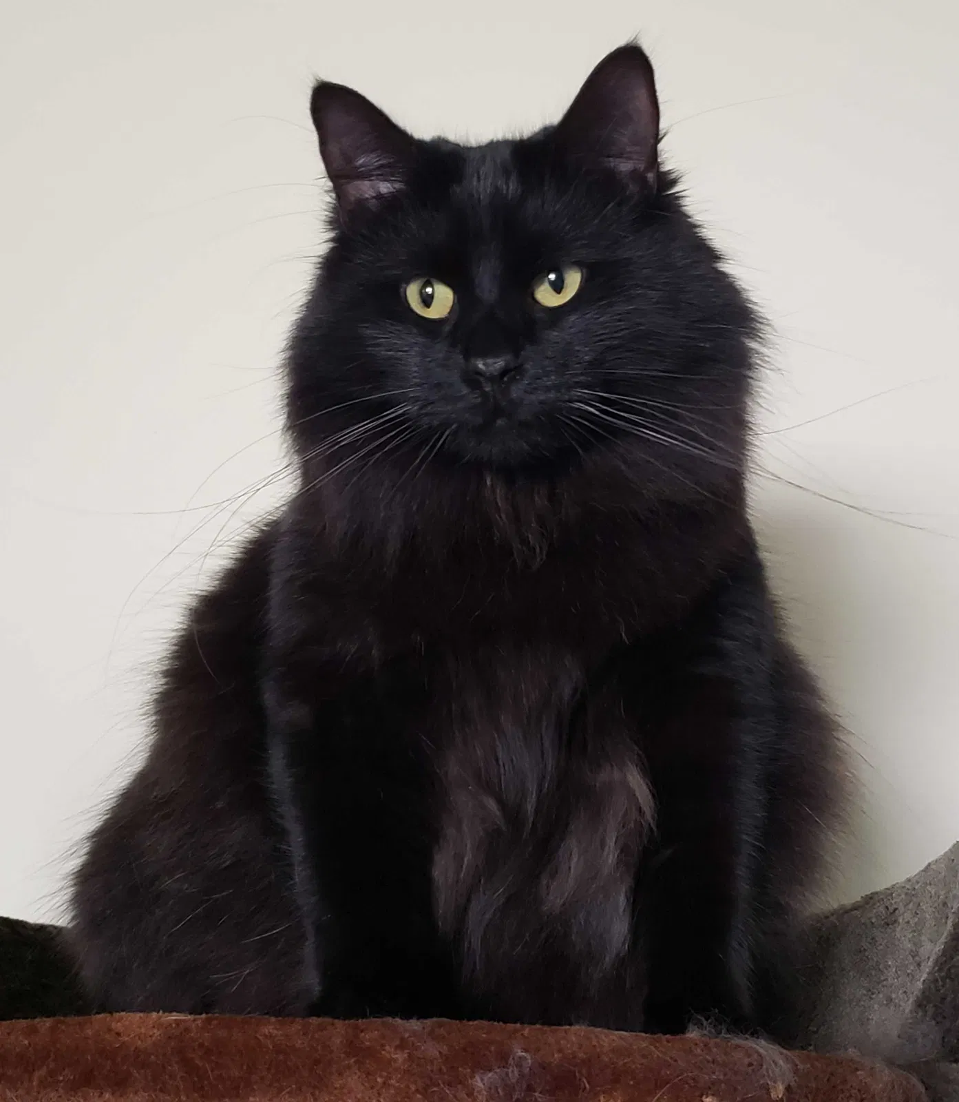 Lost cat in Orlando, FL, 32825
