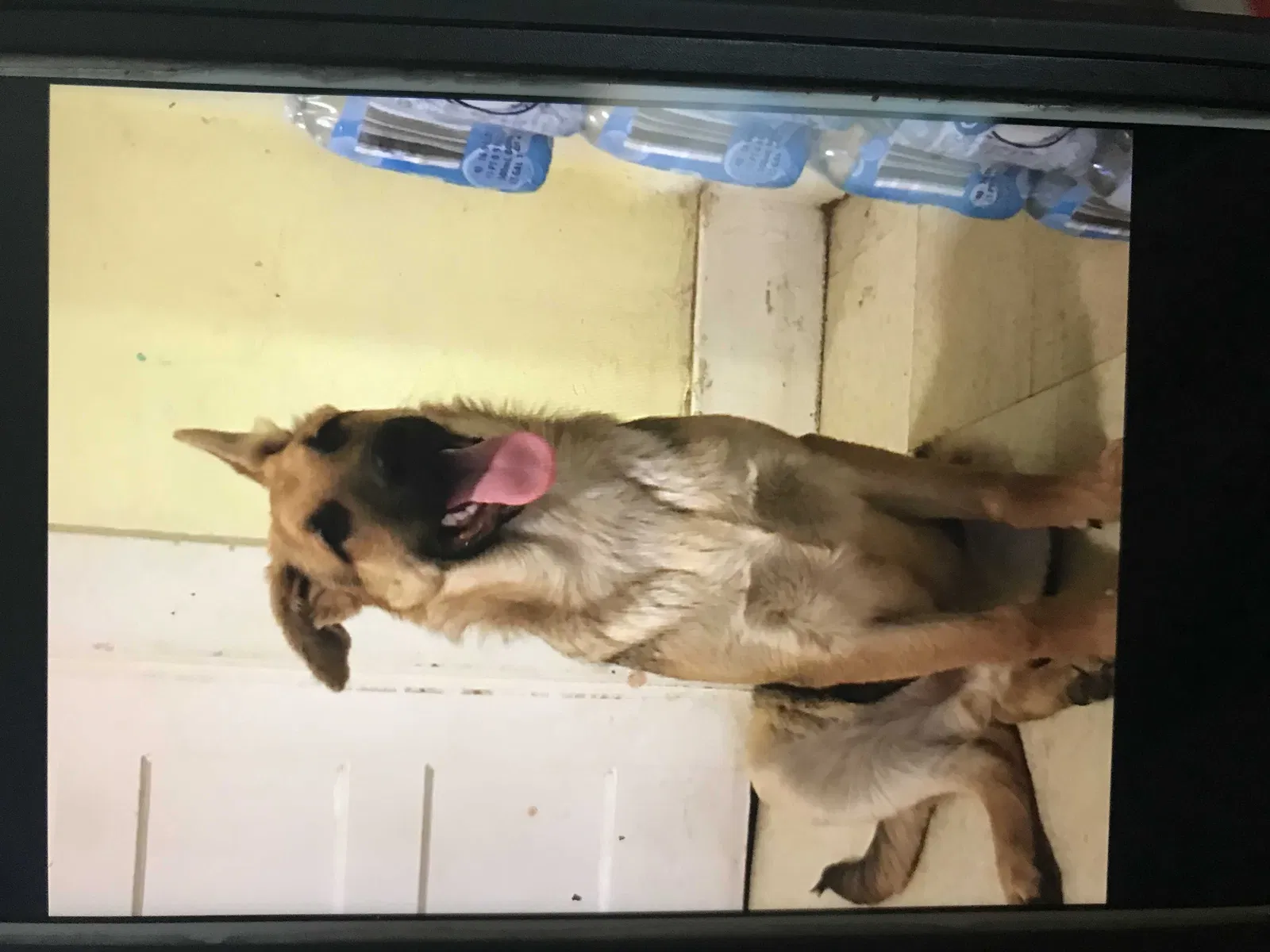 Lost dog in Fresno, CA, 93706