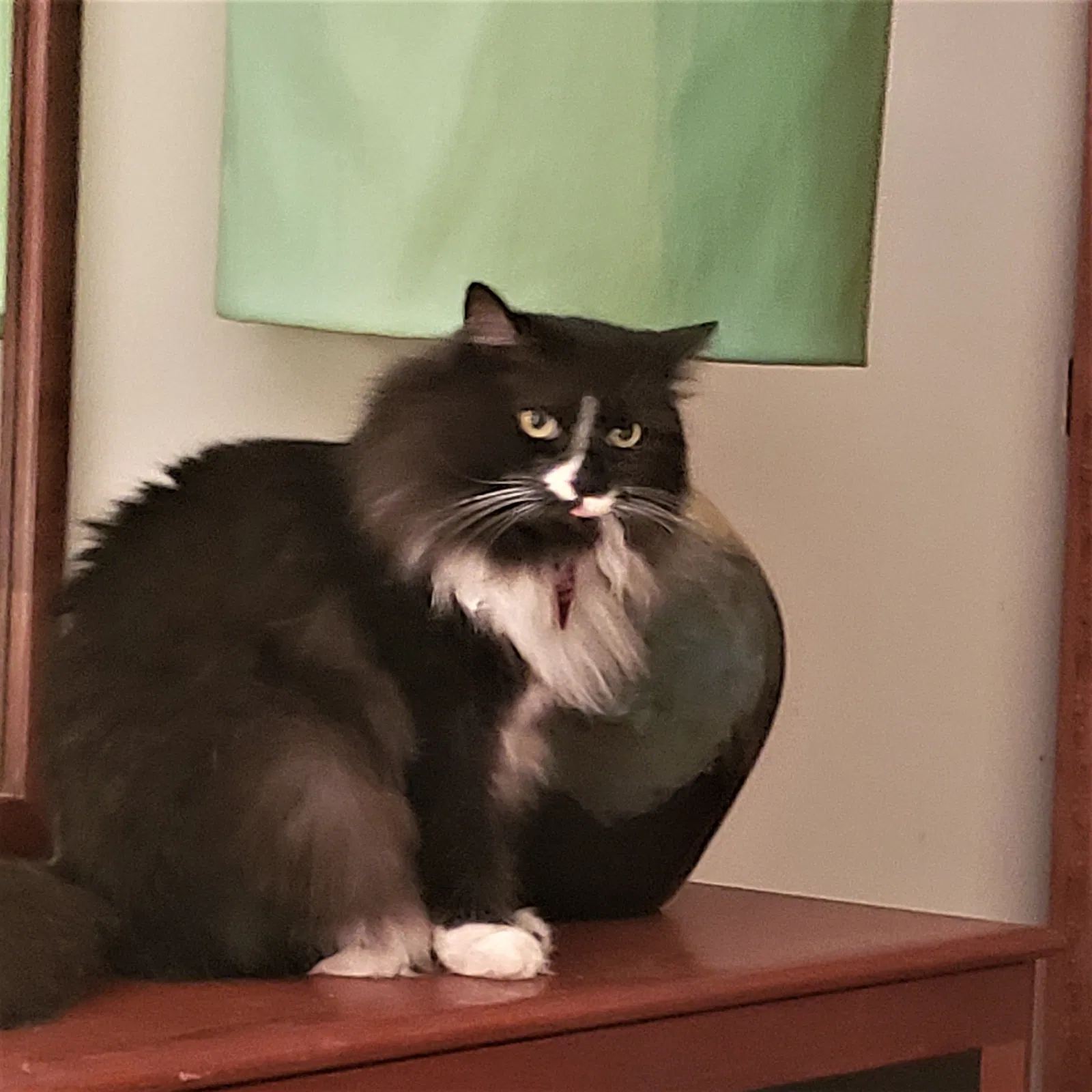 Lost cat in Port Saint Lucie, FL, 34952