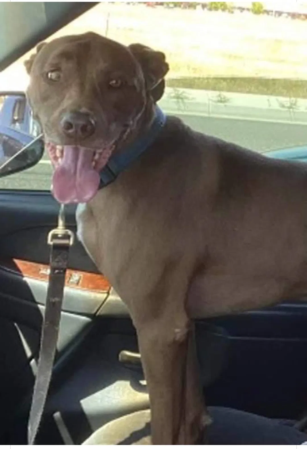 Lost dog in Menifee, CA, 92584