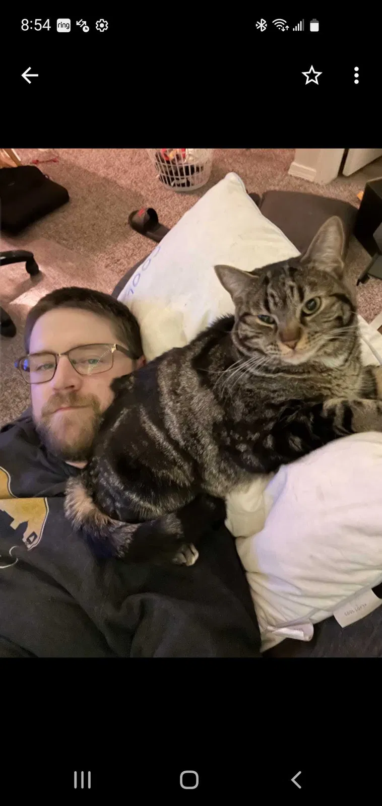 Lost cat in Colorado Springs, CO, 80915