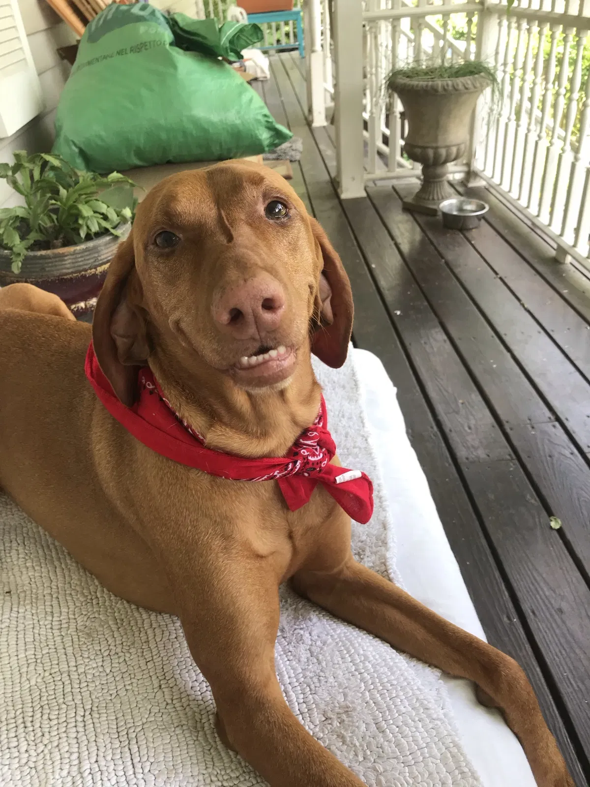 Lost dog in Haverhill, MA, 1832