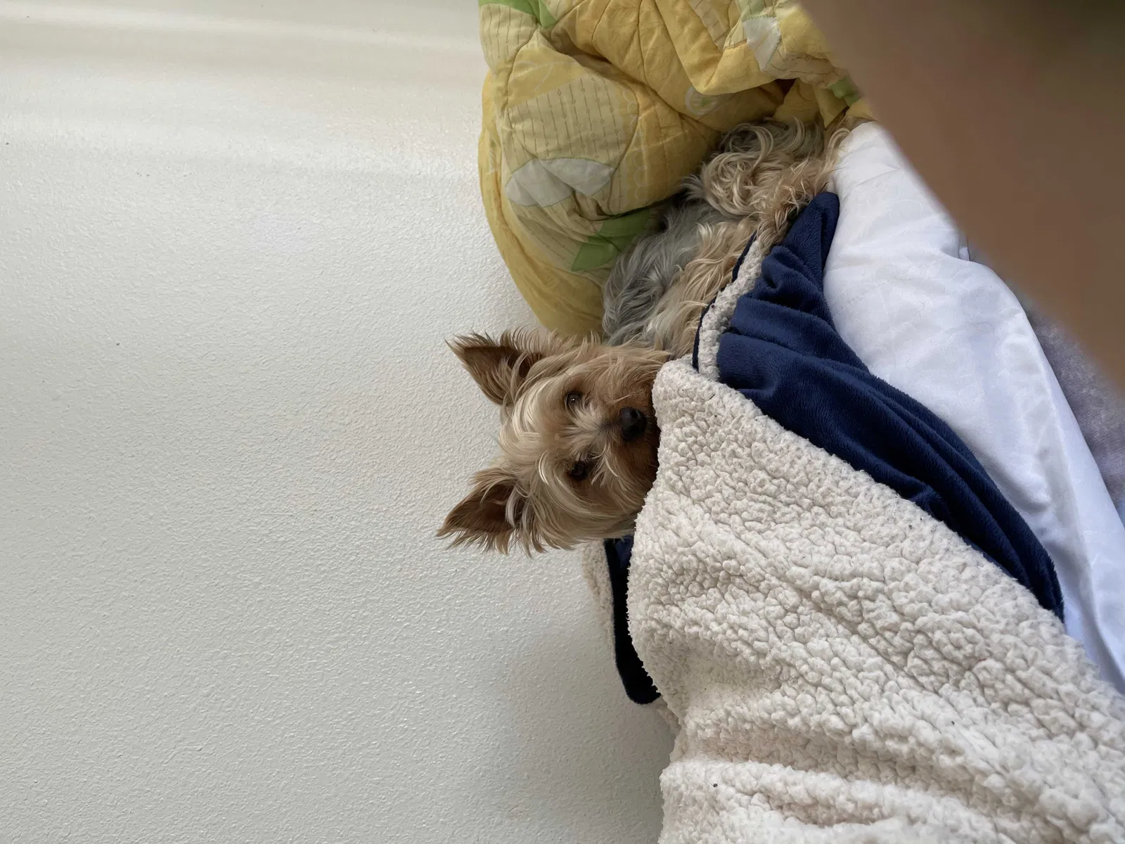 Lost dog in Denver, CO, 80219