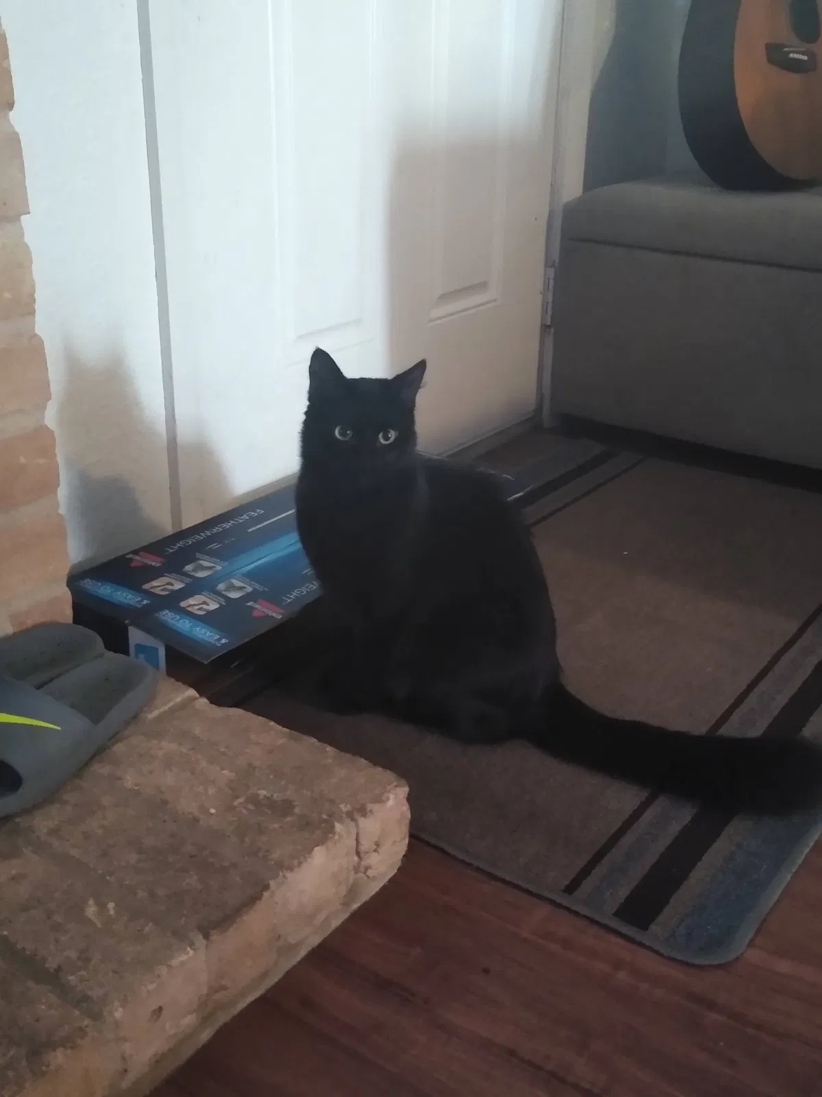 Lost cat in Kingwood, TX, 77339