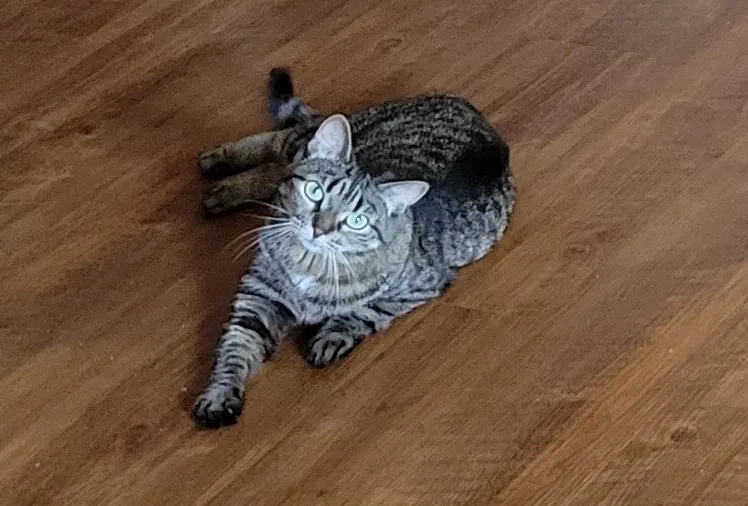 Lost cat in Houston, TX, 77084