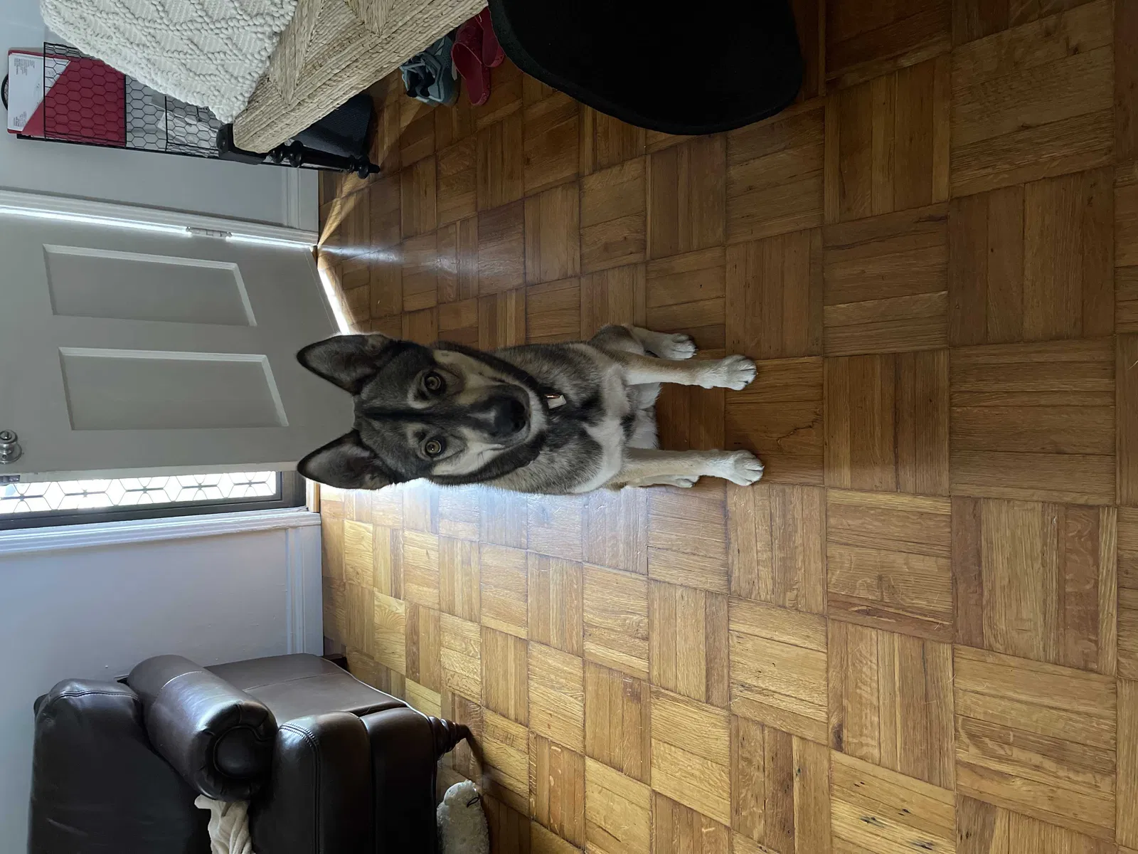Found dog in Long Beach, CA, 90804
