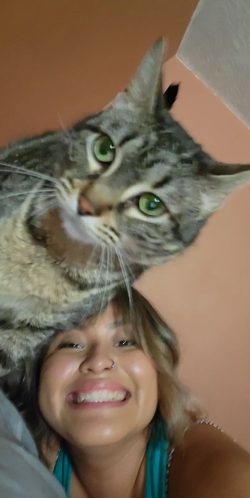 Lost cat in Houston, TX, 77021