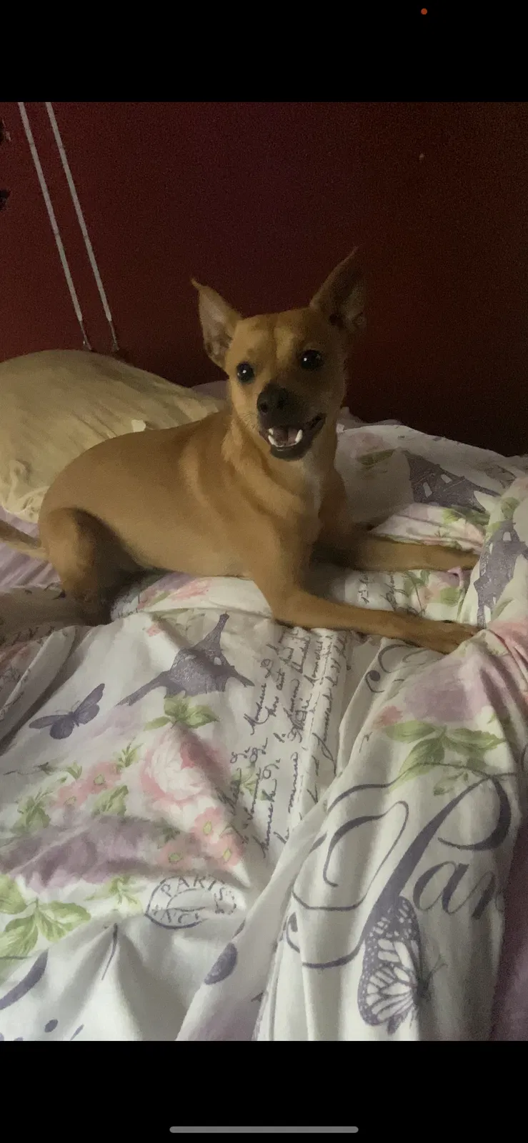 Lost dog in Tampa, FL, 33607