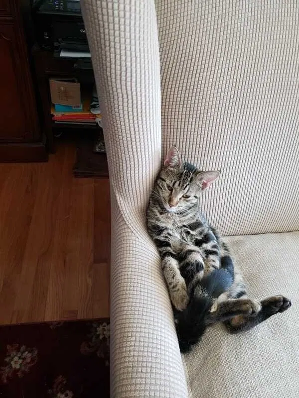 Lost cat in Easton, PA, 18045