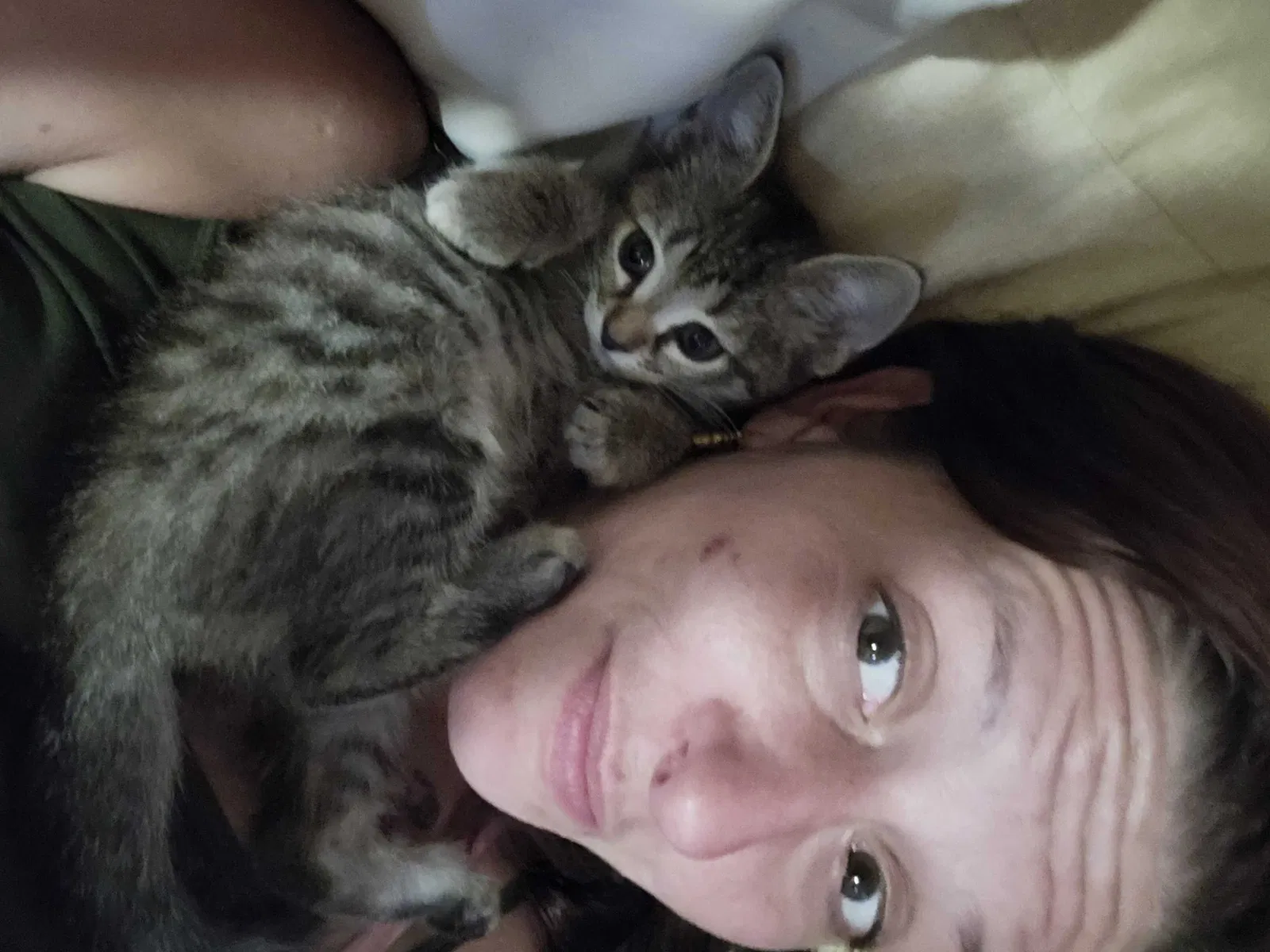 Lost cat in Brooksville, FL, 34613