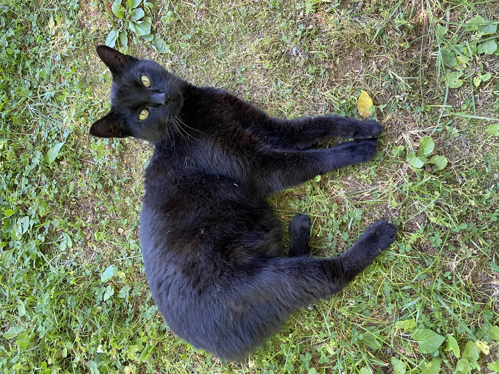 Lost cat in Winston Salem, NC, 27107