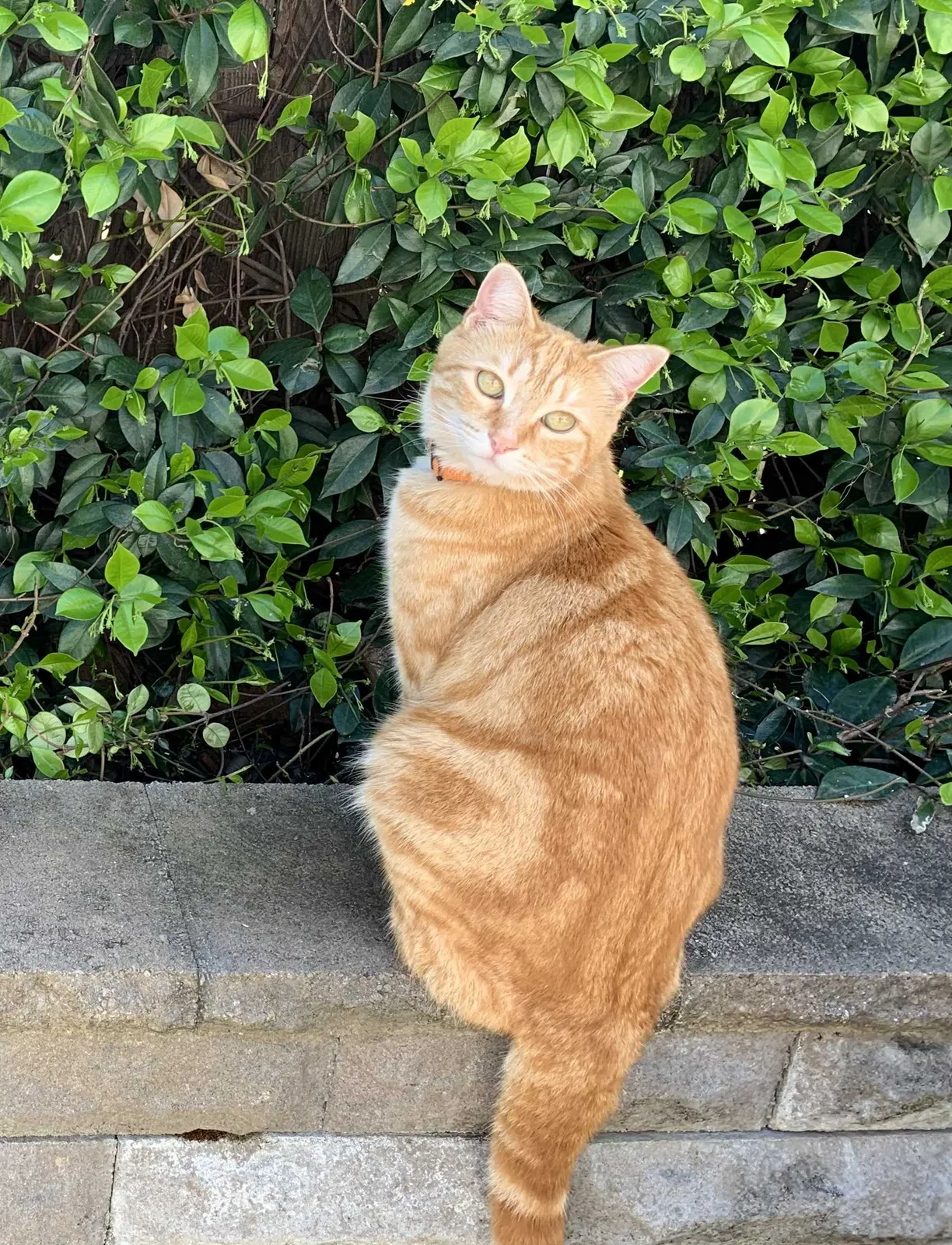 Lost cat in Fort Worth, TX, 76179