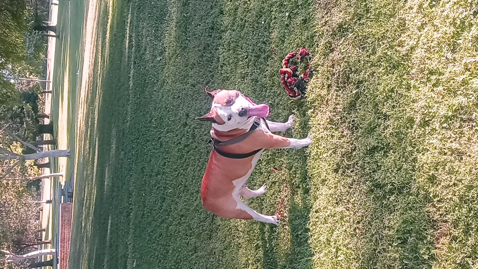 Lost dog in Valley Springs, CA, 95252
