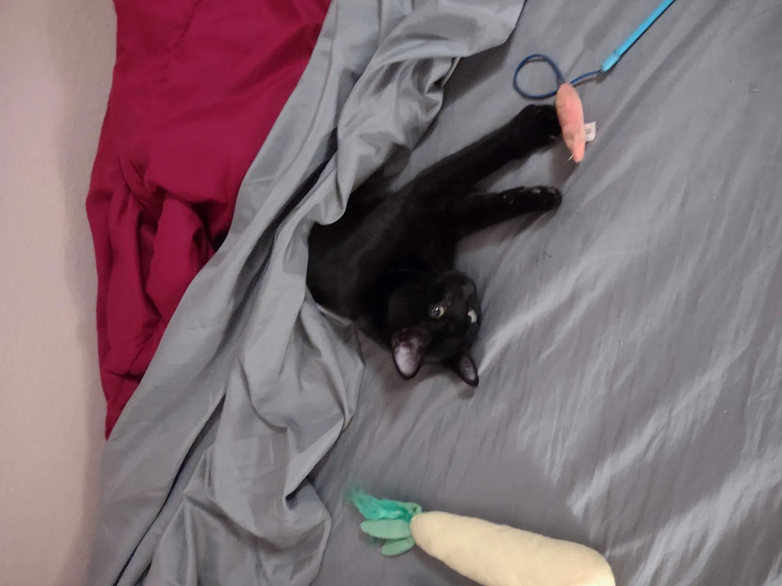 Lost cat in Grand Ronde, OR, 97347