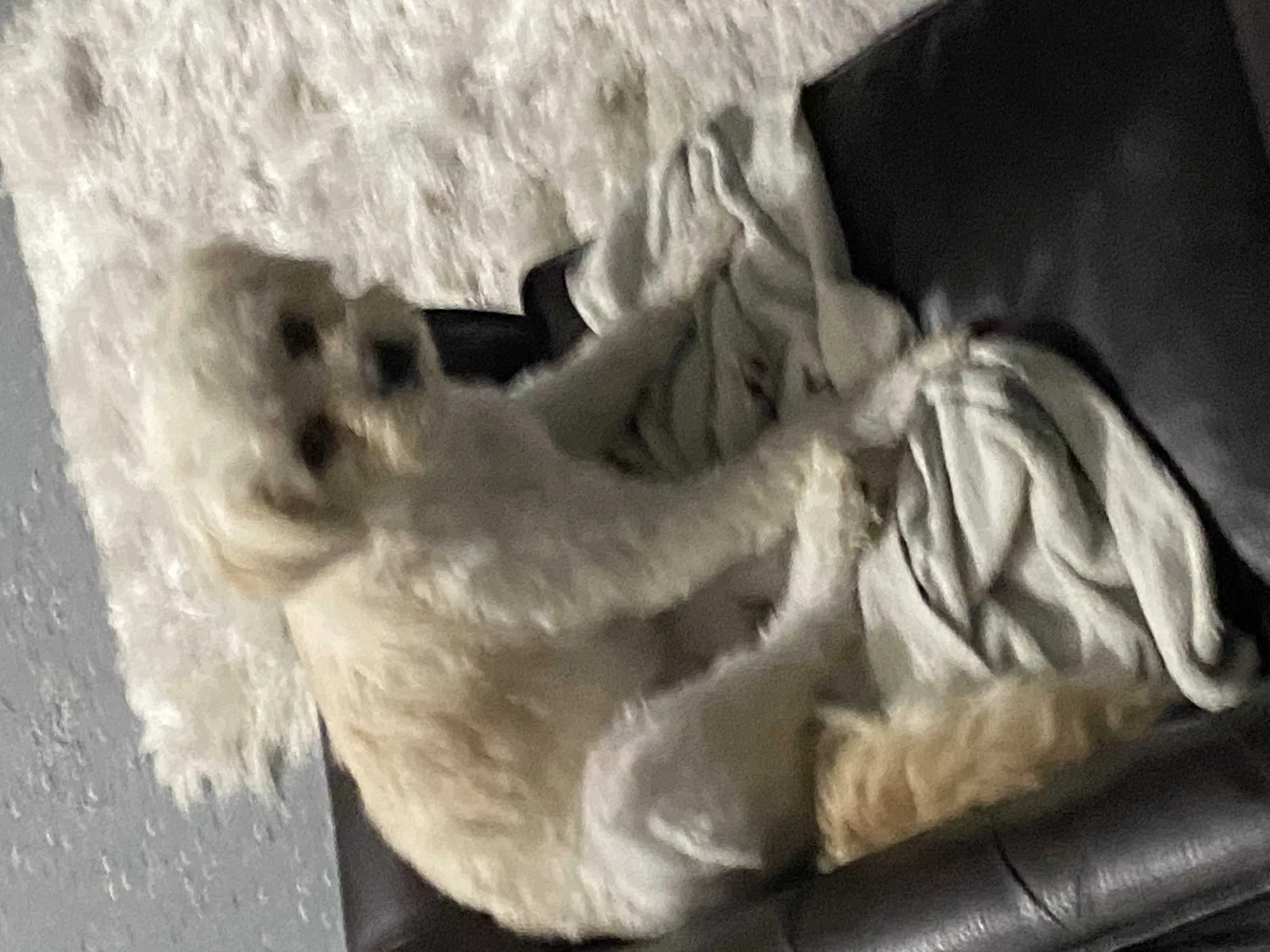 Lost dog in Houston, TX, 77083