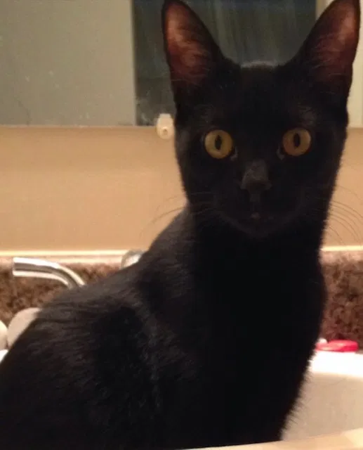 Lost cat in Farmington, MN, 55024